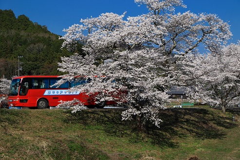 2023.3/31 兵庫/丹波篠山市・篠山川沿い
